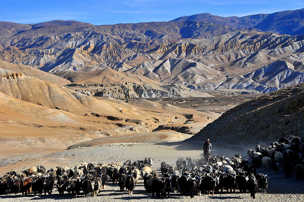 Pastor com suas ovelhas no Nepal
