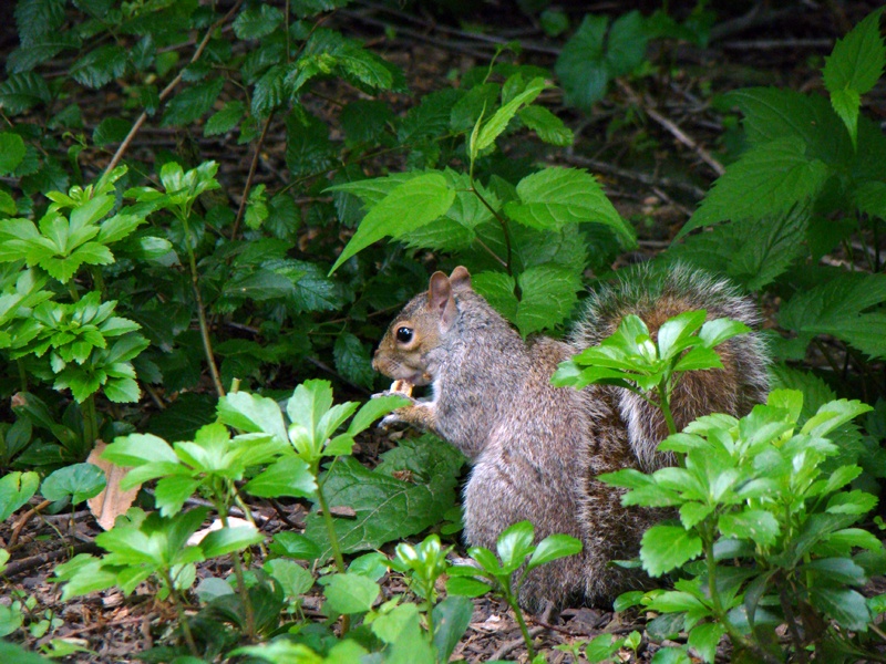 Esquilo, no Central Park