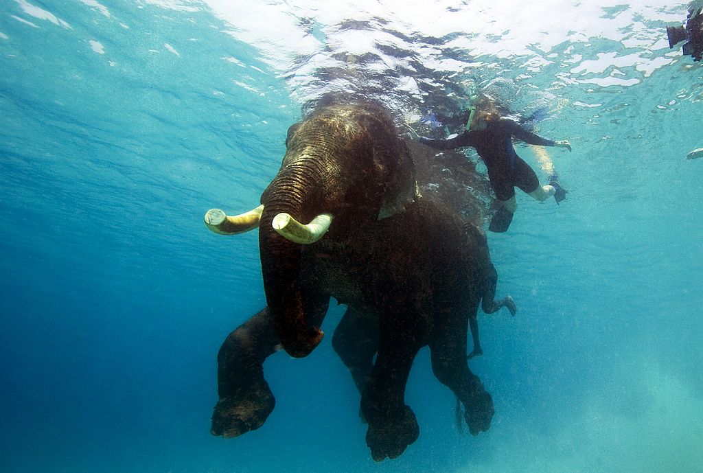 Homem mergulhando com elefante
