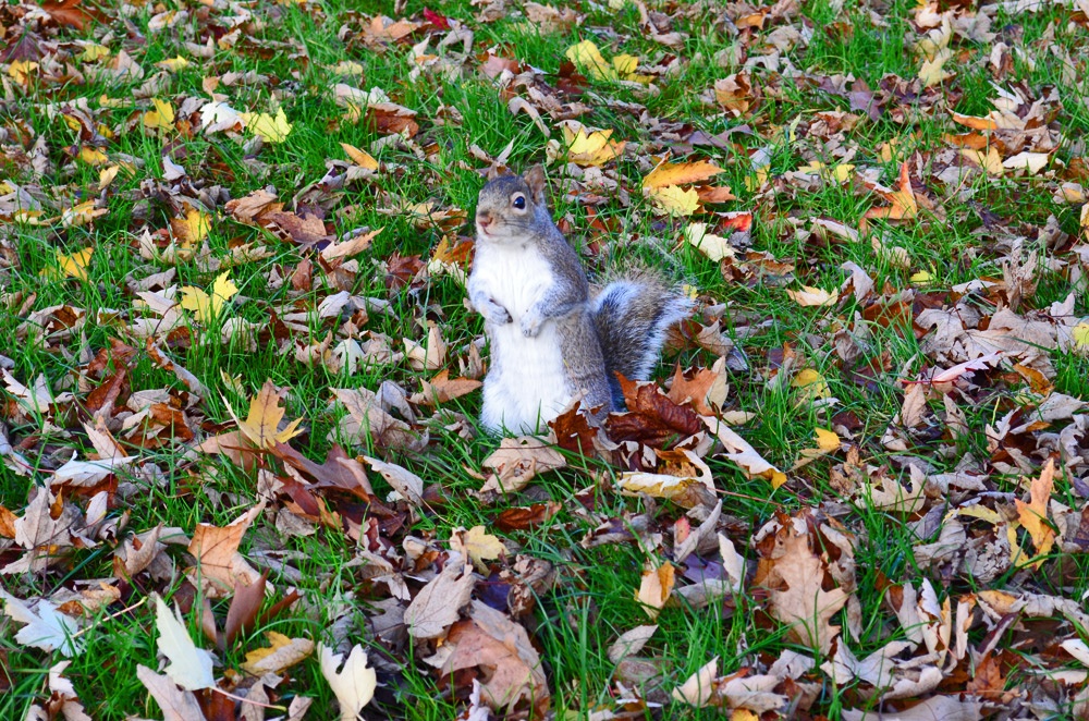 Outono no Hyde Park. Com um esquilo.