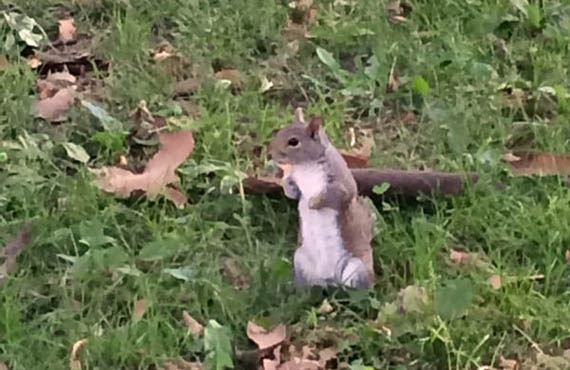 Esquilo no Central Park