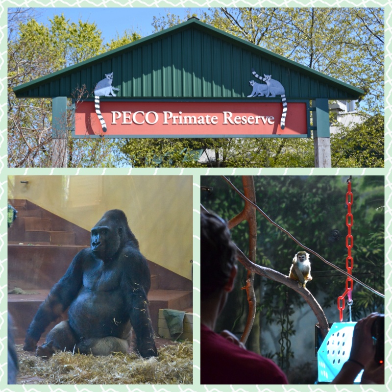 PECO Primates Reserve é um local reservado para os macacos, no zoológico.