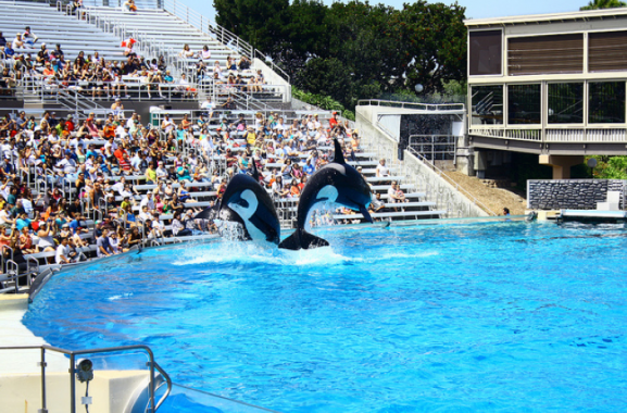 Show de orcas no Sea World, em San Diego