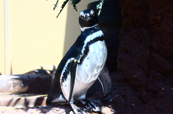 Pinguim do Sea World, San Diego