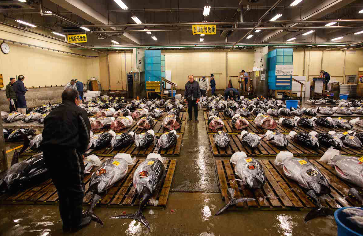 Imagem do mercado de peixeis mais famoso de Tóquio. Por toda a imagem dá para ver os peixes á venda. O chão está todo molhado e há um profissional cuidado na manutenção dos peixes. 